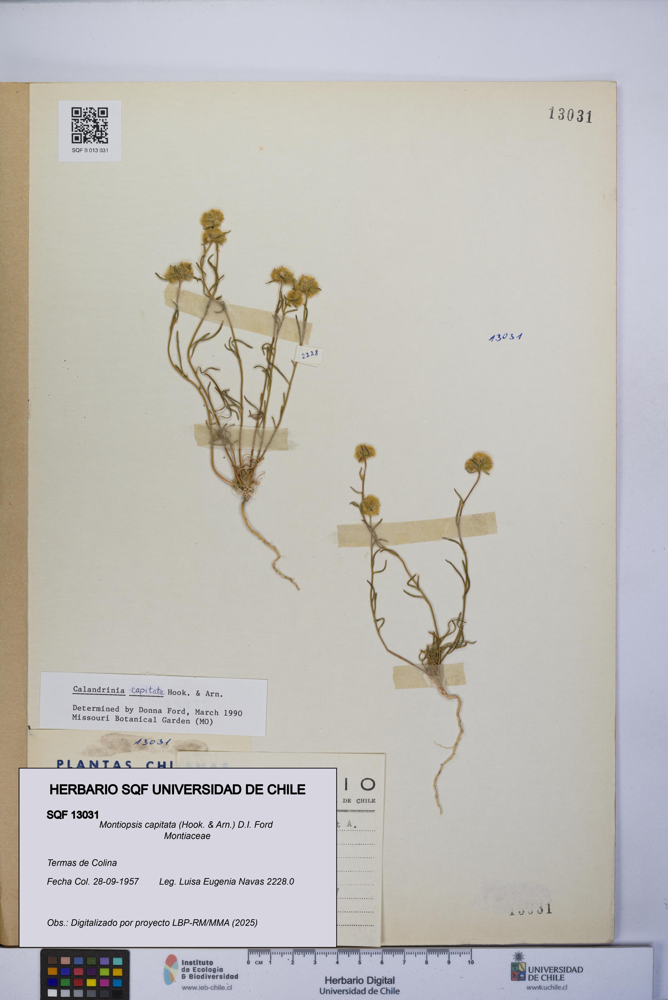 Montiopsis capitata [Espécimen: UCH:SQF:0013031]