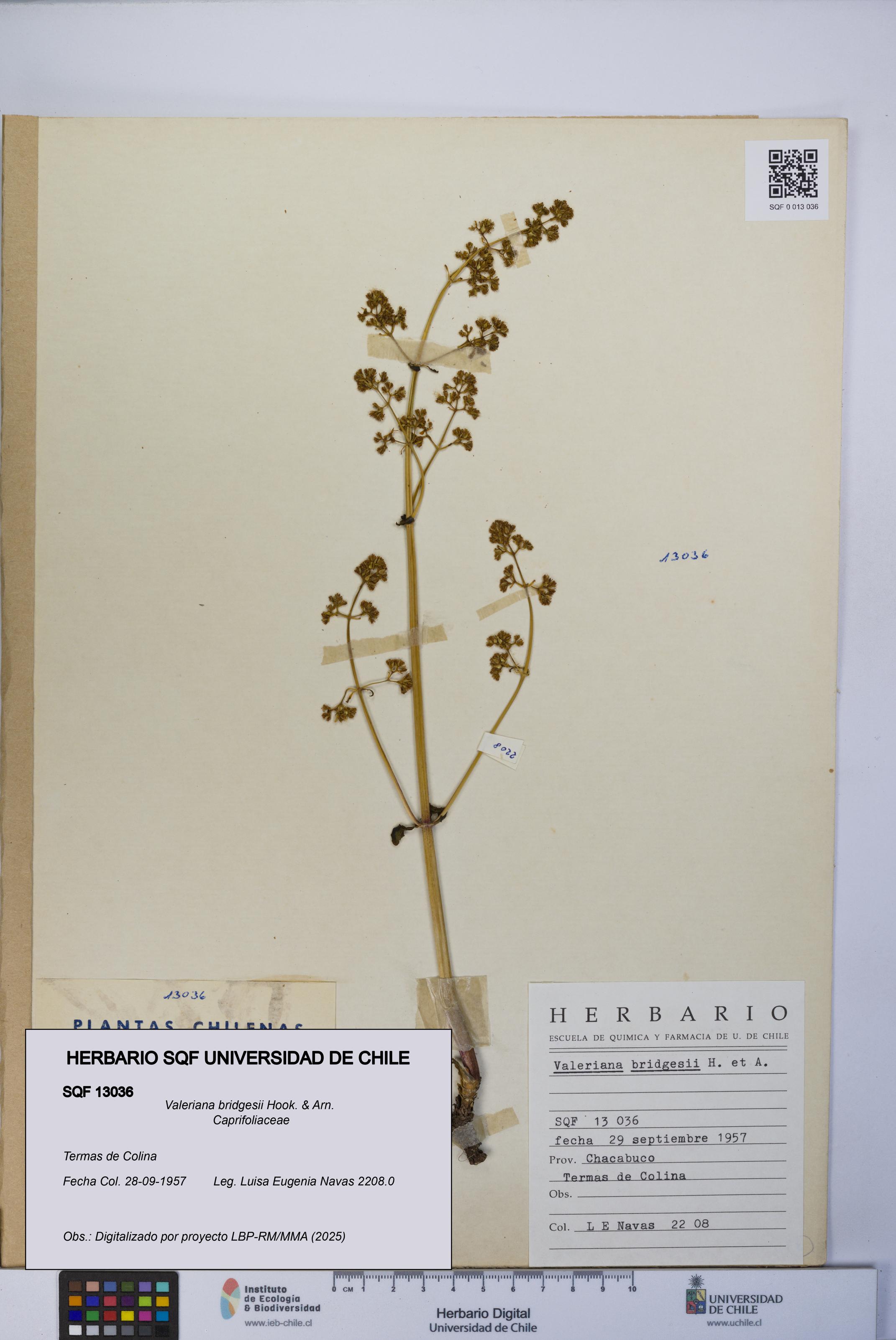 Valeriana bridgesii [Espécimen: UCH:SQF:0013036]