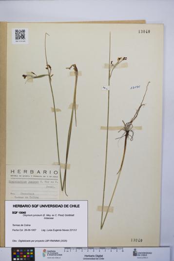 Olsynium junceum [Espécimen: UCH:SQF:0013040]