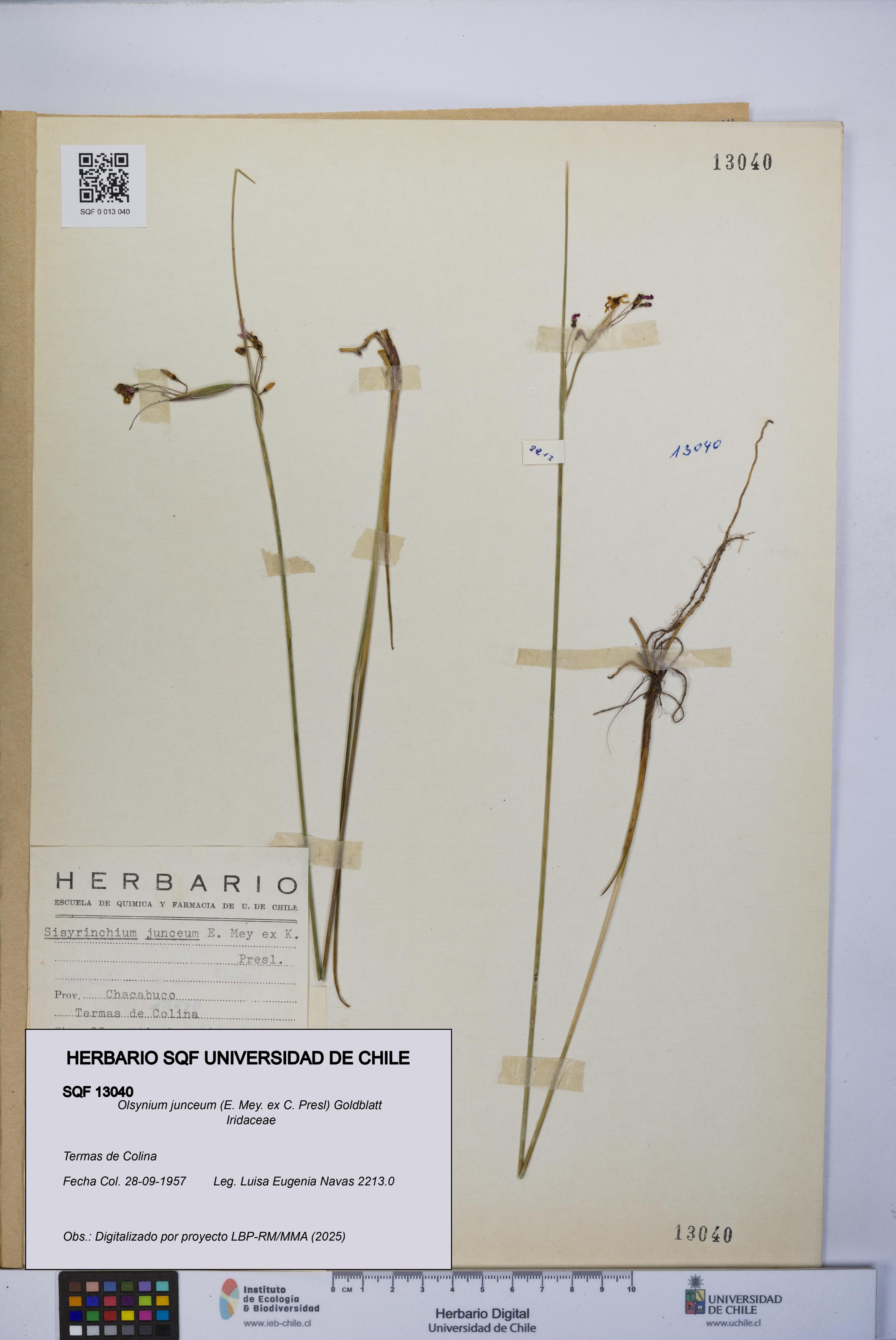 Olsynium junceum [Espécimen: UCH:SQF:0013040]