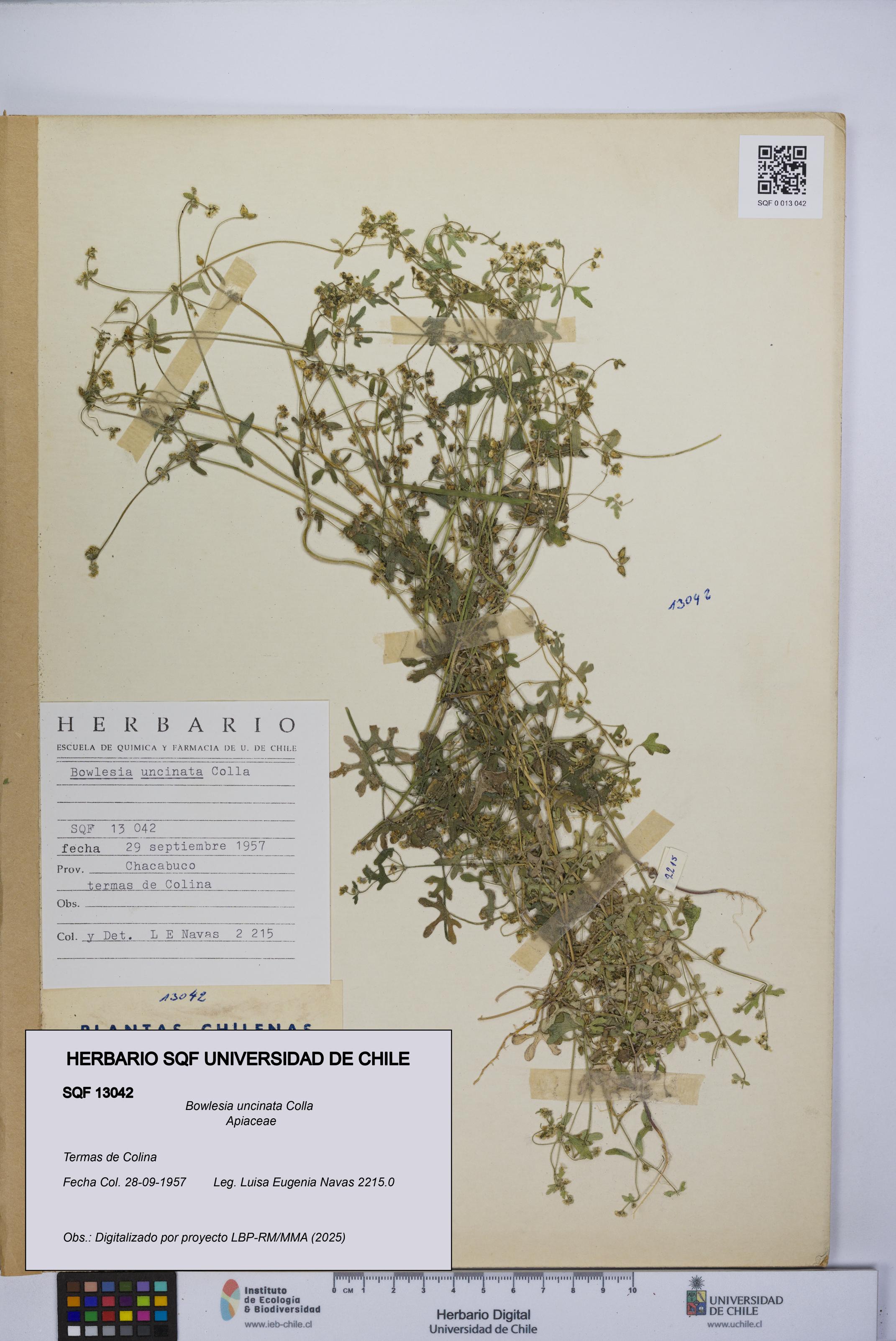 Bowlesia uncinata [Espécimen: UCH:SQF:0013042]