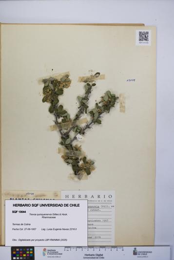 Trevoa quinquenervia [Espécimen: UCH:SQF:0013044]