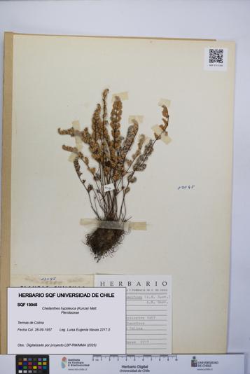 Cheilanthes hypoleuca [Espécimen: UCH:SQF:0013045]