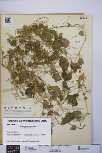 Dioscorea humifusa [Espécimen: UCH:SQF:0013046]