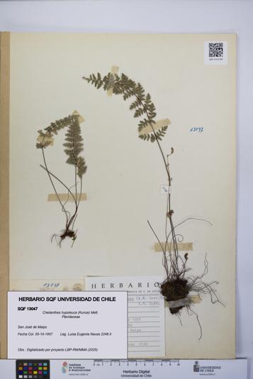 Cheilanthes hypoleuca [Espécimen: UCH:SQF:0013047]
