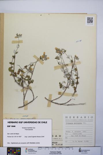 Viviania marifolia [Espécimen: UCH:SQF:0013048]