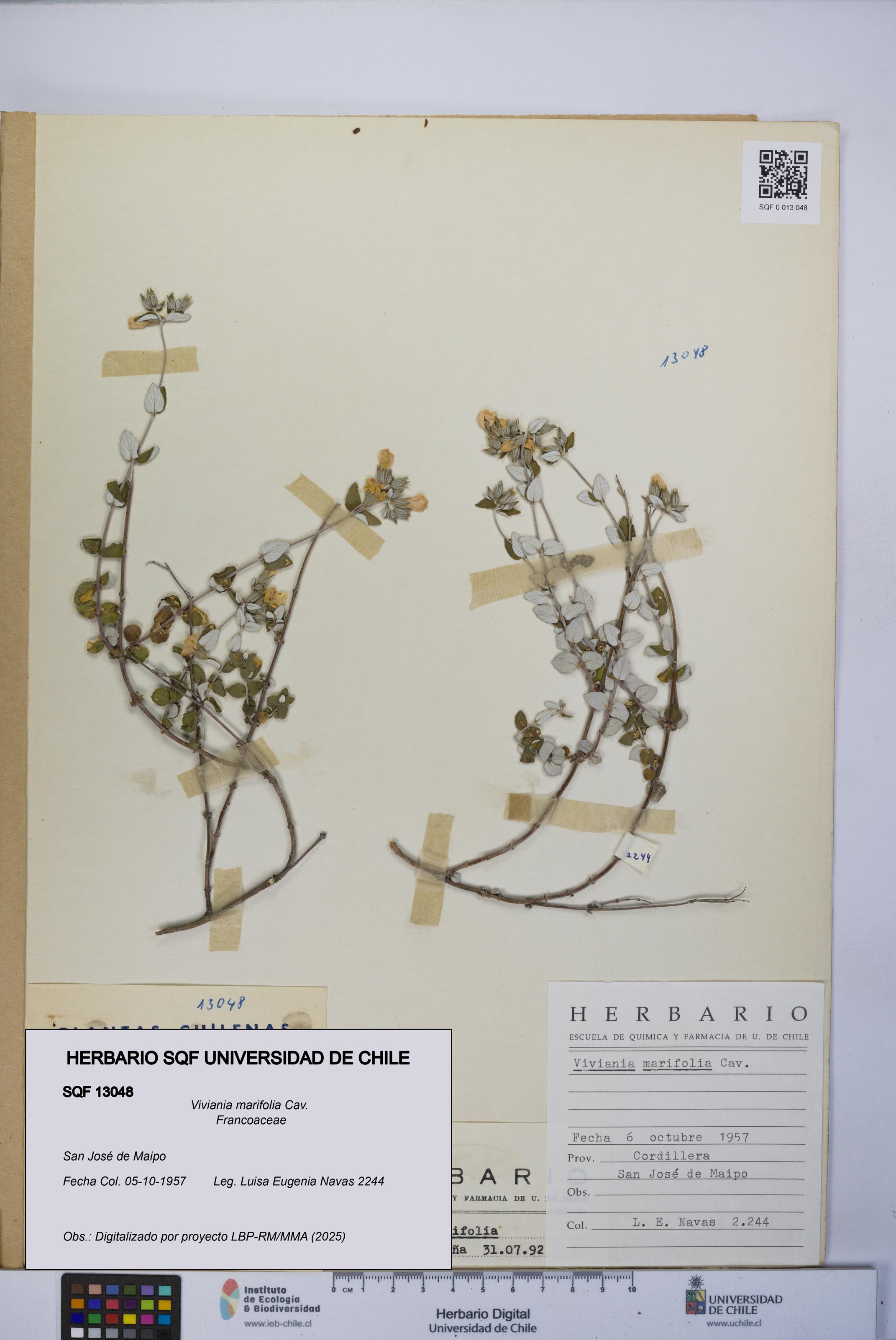 Viviania marifolia [Espécimen: UCH:SQF:0013048]