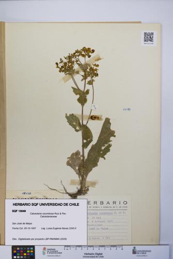 Calceolaria corymbosa [Espécimen: UCH:SQF:0013049]