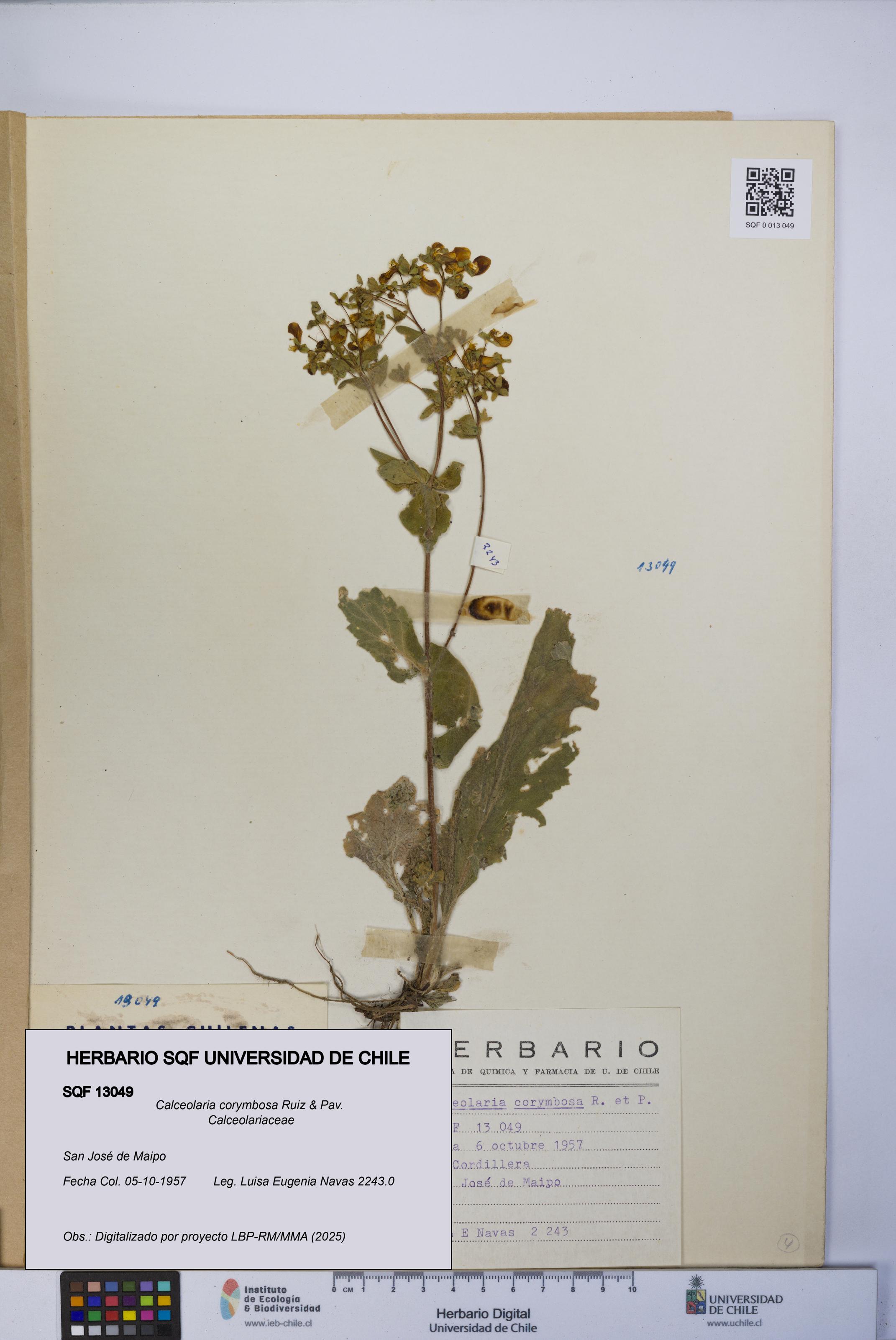 Calceolaria corymbosa [Espécimen: UCH:SQF:0013049]