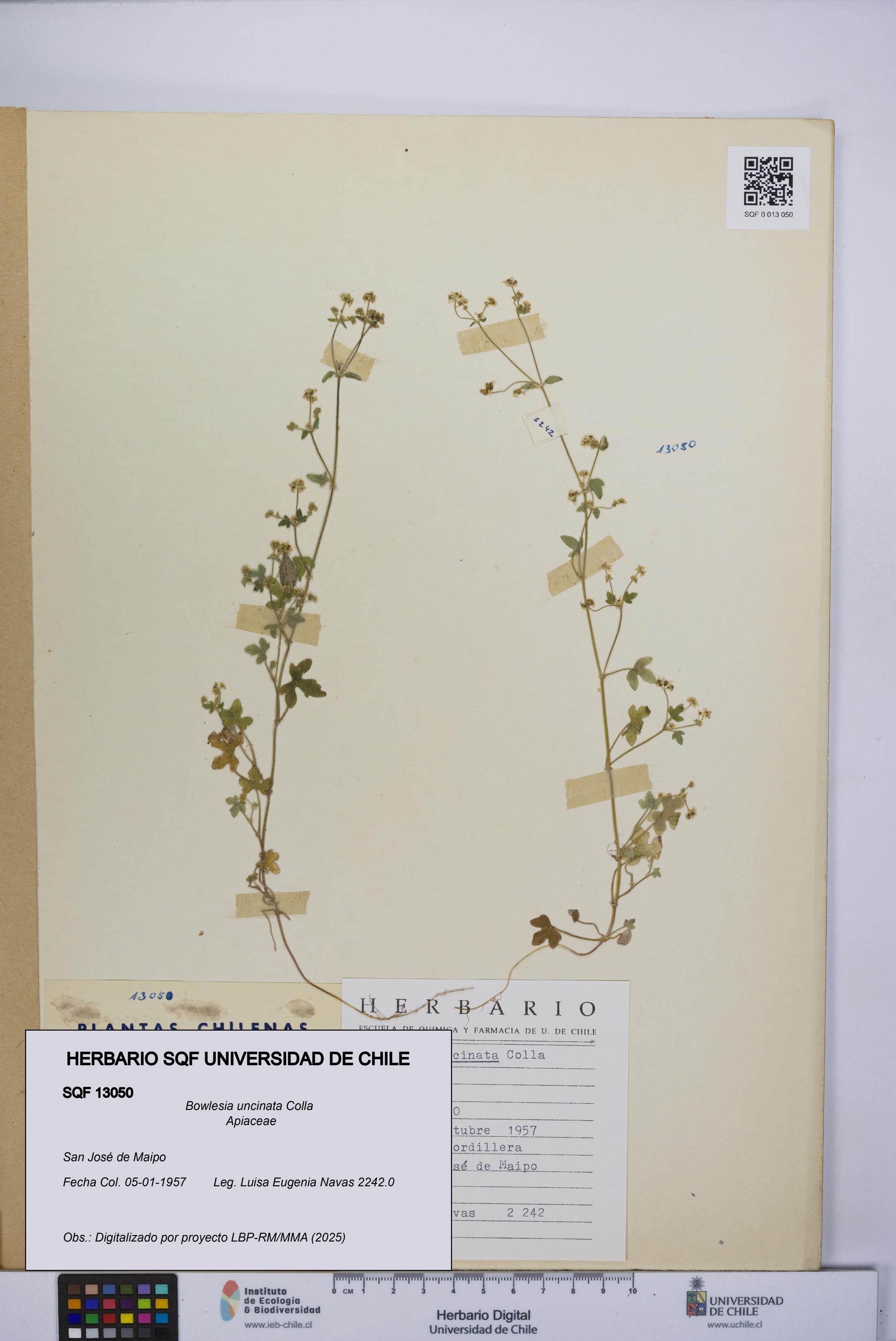 Bowlesia uncinata [Espécimen: UCH:SQF:0013050]