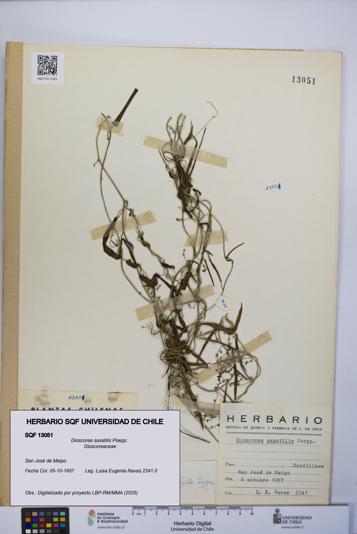 Dioscorea saxatilis [Espécimen: UCH:SQF:0013051]