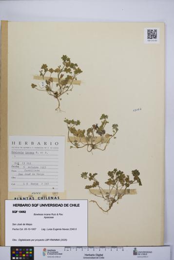 Bowlesia incana [Espécimen: UCH:SQF:0013052]