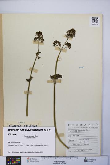 Valeriana stricta [Espécimen: UCH:SQF:0013054]