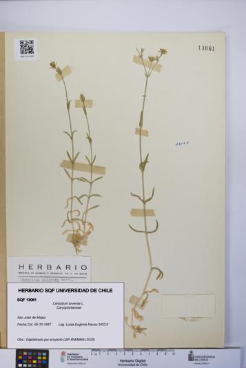 Cerastium arvense [Espécimen: UCH:SQF:0013061]