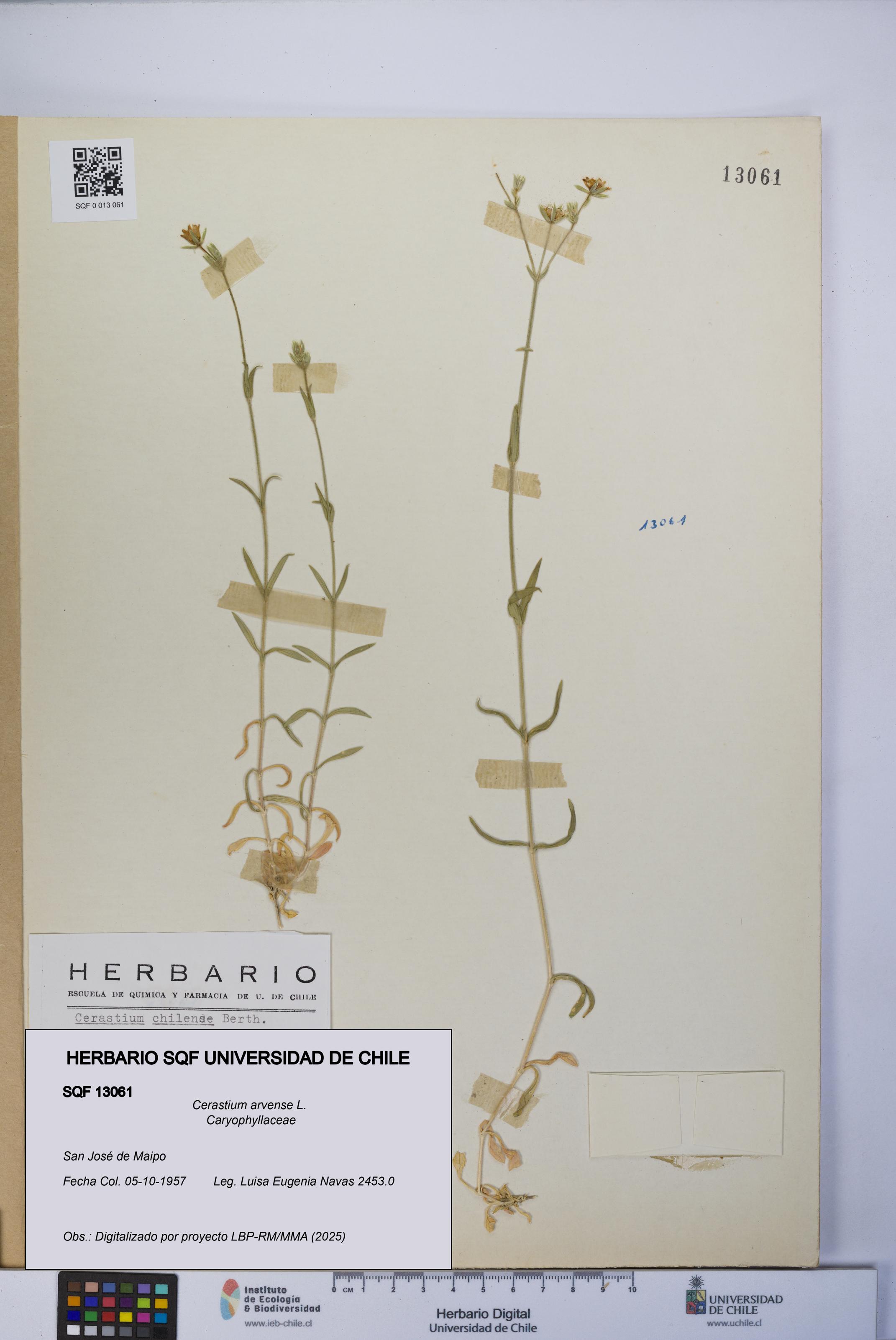 Cerastium arvense [Espécimen: UCH:SQF:0013061]