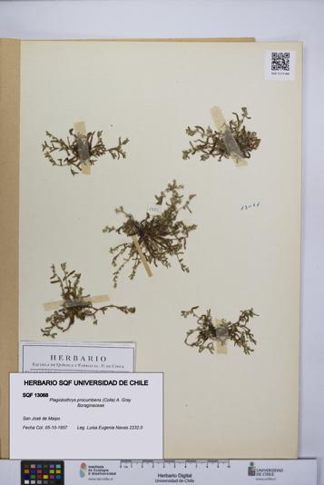 Plagiobothrys procumbens [Espécimen: UCH:SQF:0013068]