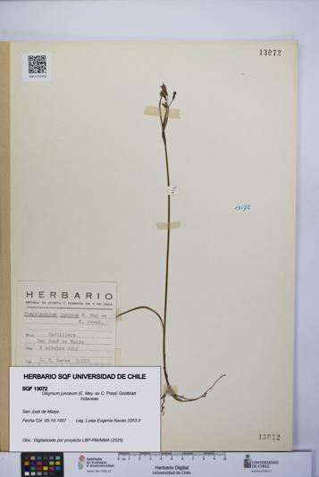 Olsynium junceum [Espécimen: UCH:SQF:0013072]