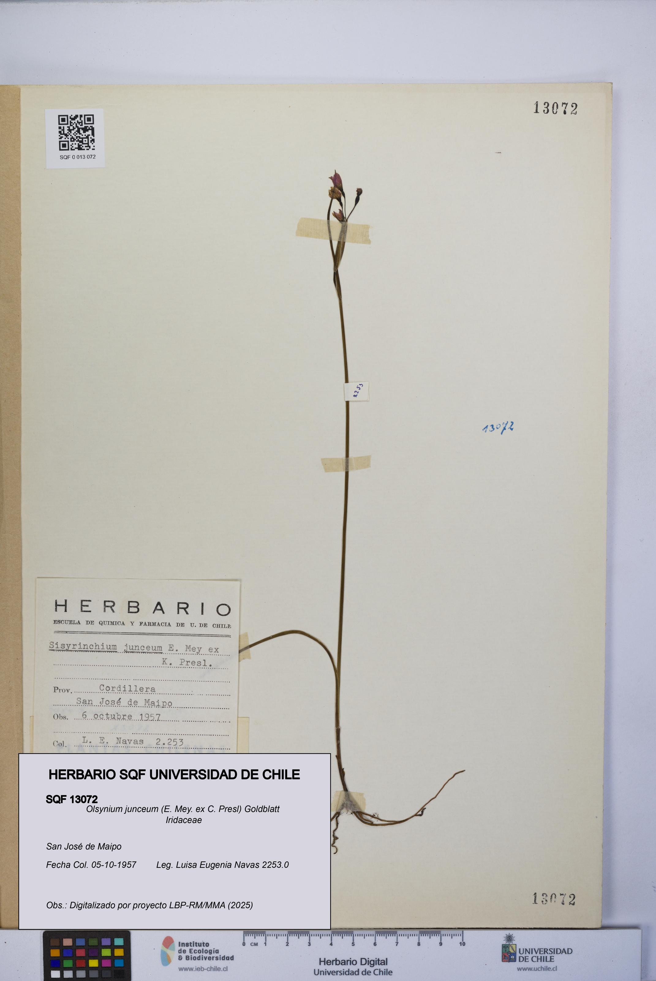 Olsynium junceum [Espécimen: UCH:SQF:0013072]