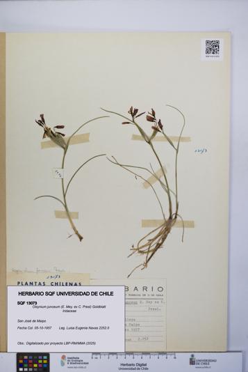 Olsynium junceum [Espécimen: UCH:SQF:0013073]