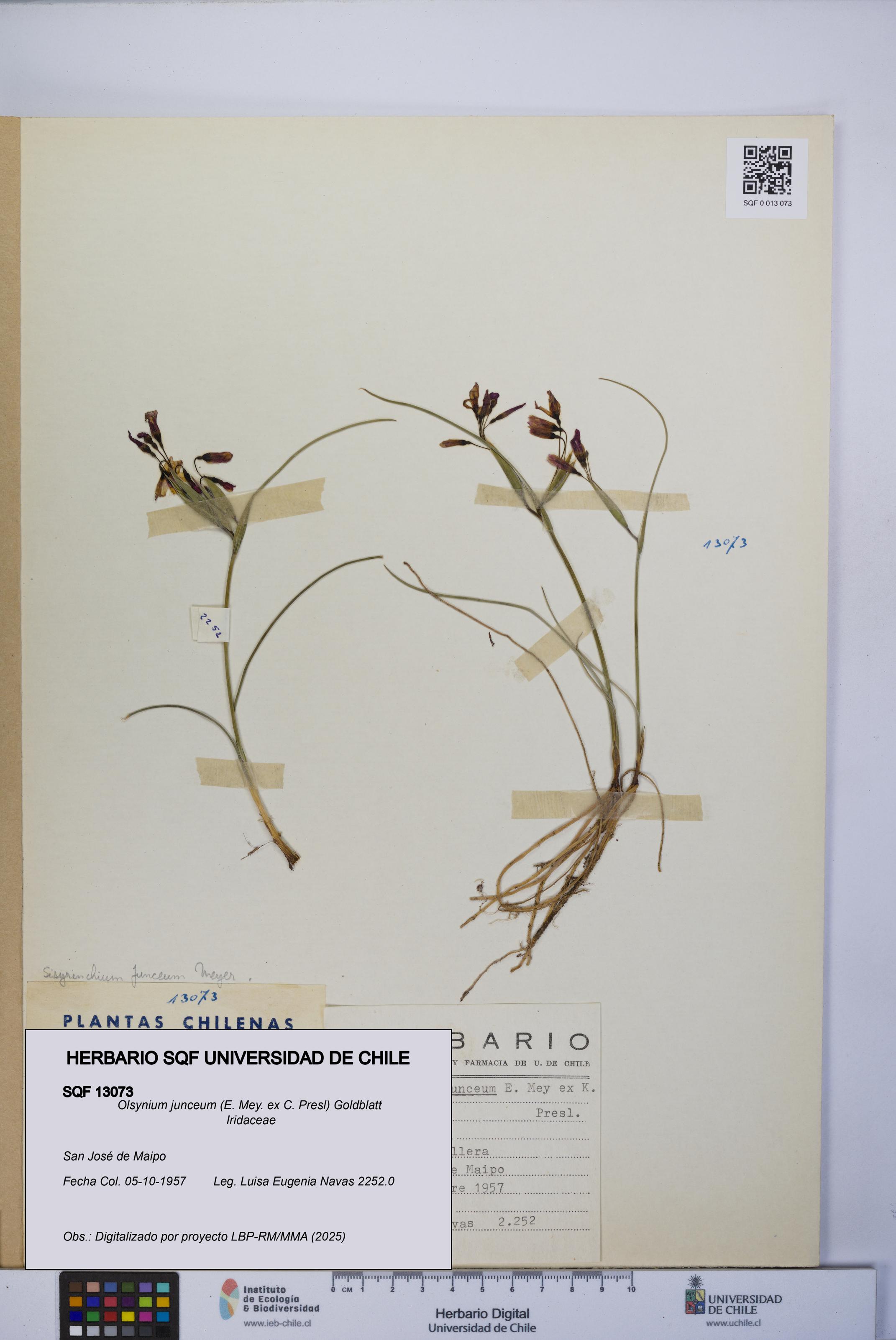 Olsynium junceum [Espécimen: UCH:SQF:0013073]