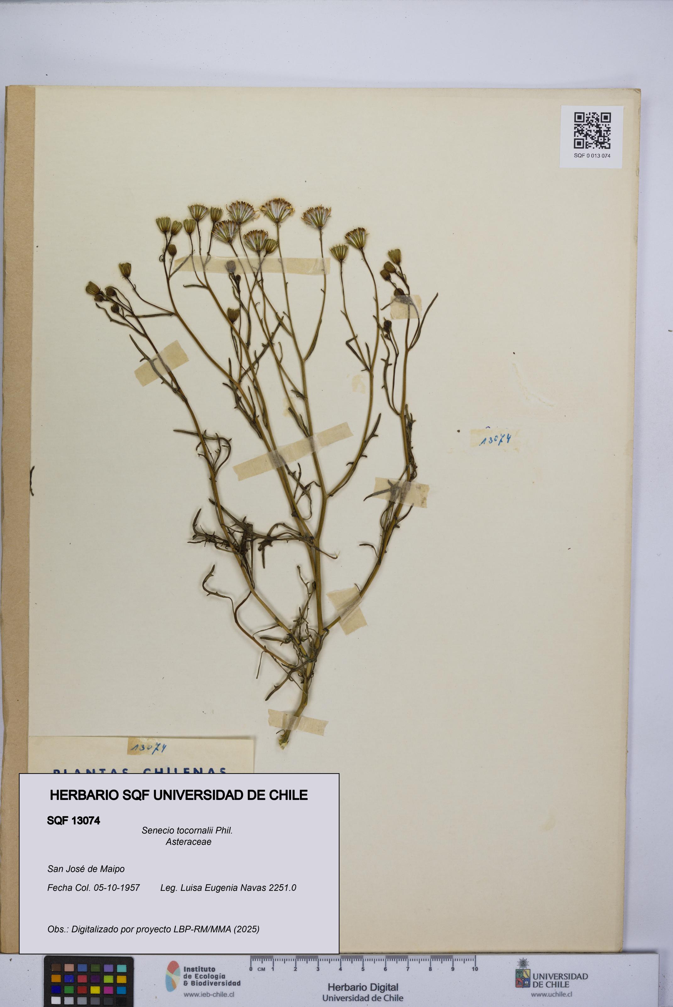 Senecio tocornalii [Espécimen: UCH:SQF:0013074]