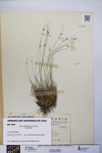 Carex setifolia [Espécimen: UCH:SQF:0013078]