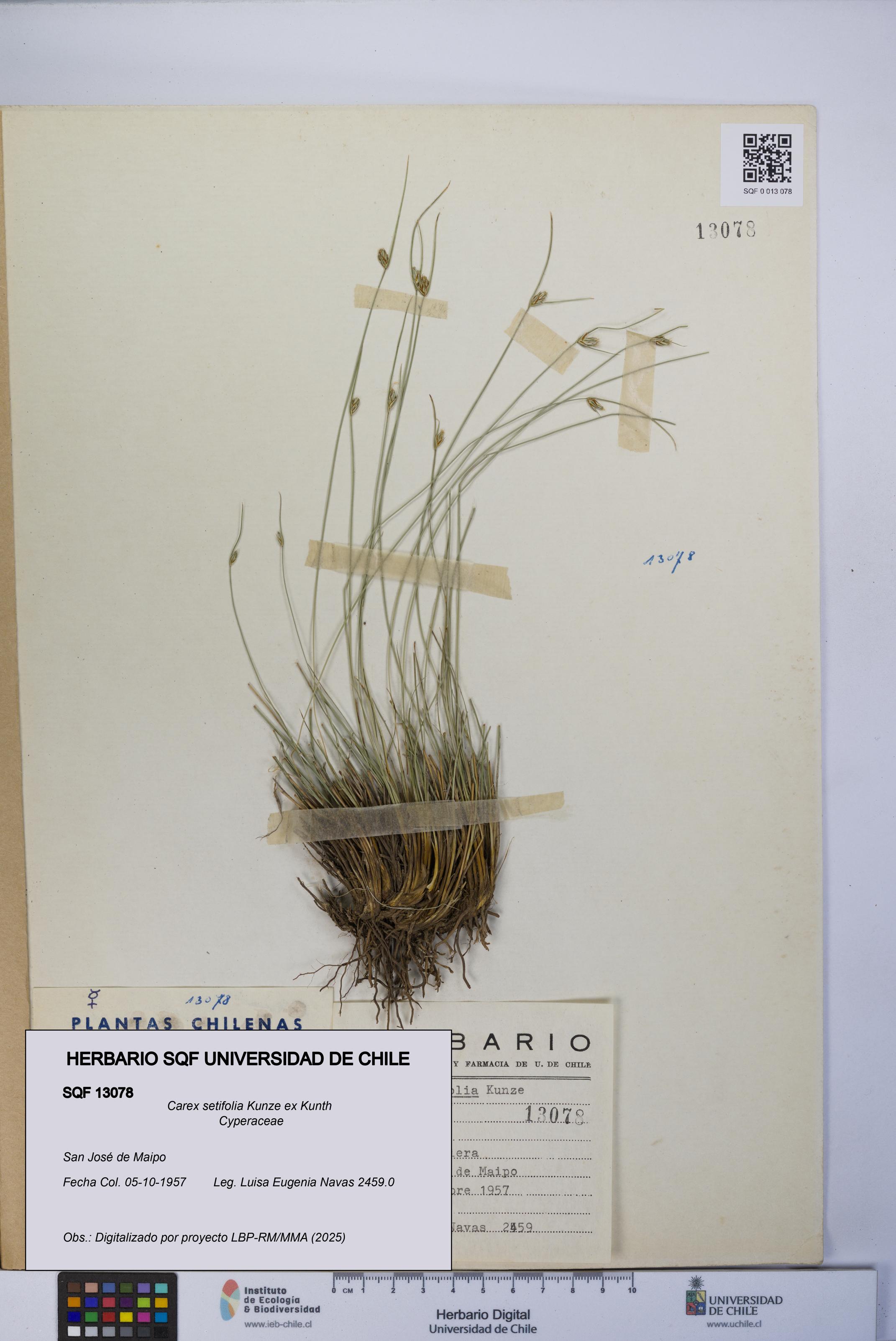 Carex setifolia [Espécimen: UCH:SQF:0013078]