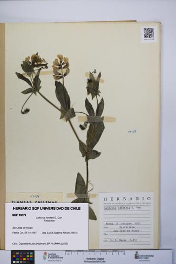 Lathyrus hookeri [Espécimen: UCH:SQF:0013079]