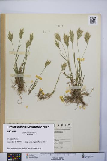 Bromus hordeaceus [Espécimen: UCH:SQF:0013107]