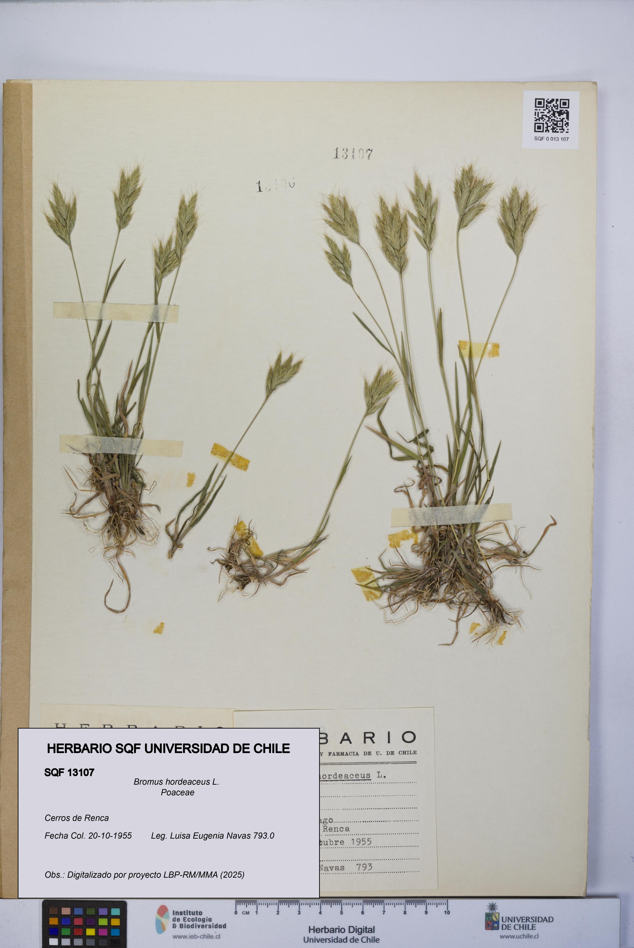 Bromus hordeaceus [Espécimen: UCH:SQF:0013107]