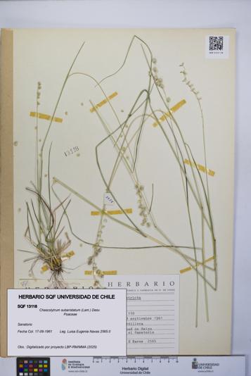 Chascolytrum subaristatum [Espécimen: UCH:SQF:0013118]