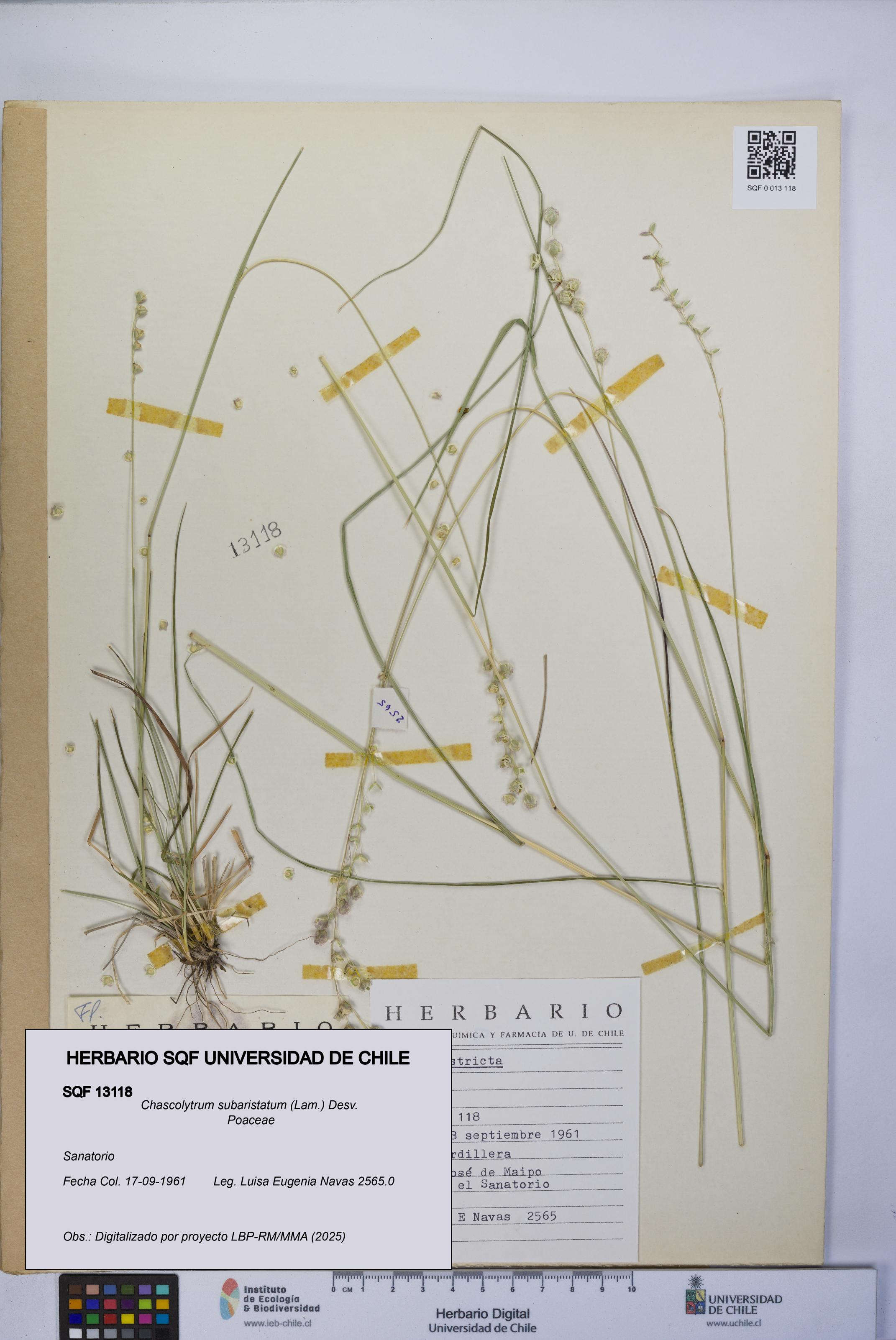 Chascolytrum subaristatum [Espécimen: UCH:SQF:0013118]