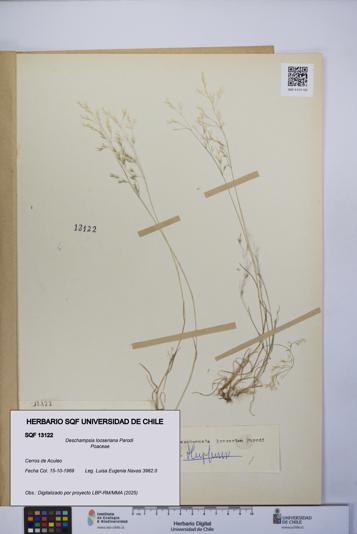 Deschampsia looseriana [Espécimen: UCH:SQF:0013122]