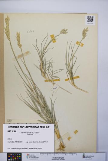 Distichlis spicata [Espécimen: UCH:SQF:0013124]