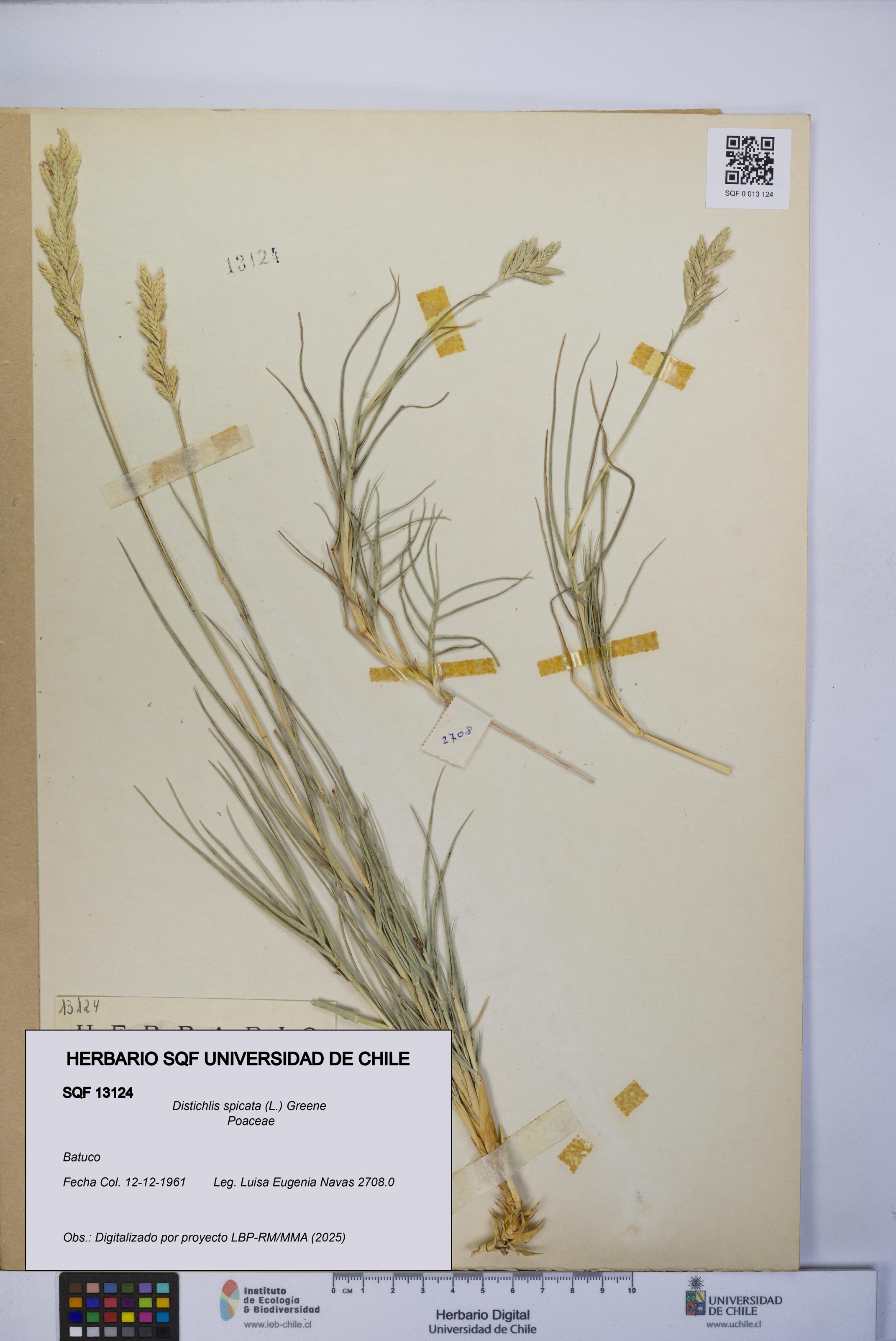 Distichlis spicata [Espécimen: UCH:SQF:0013124]