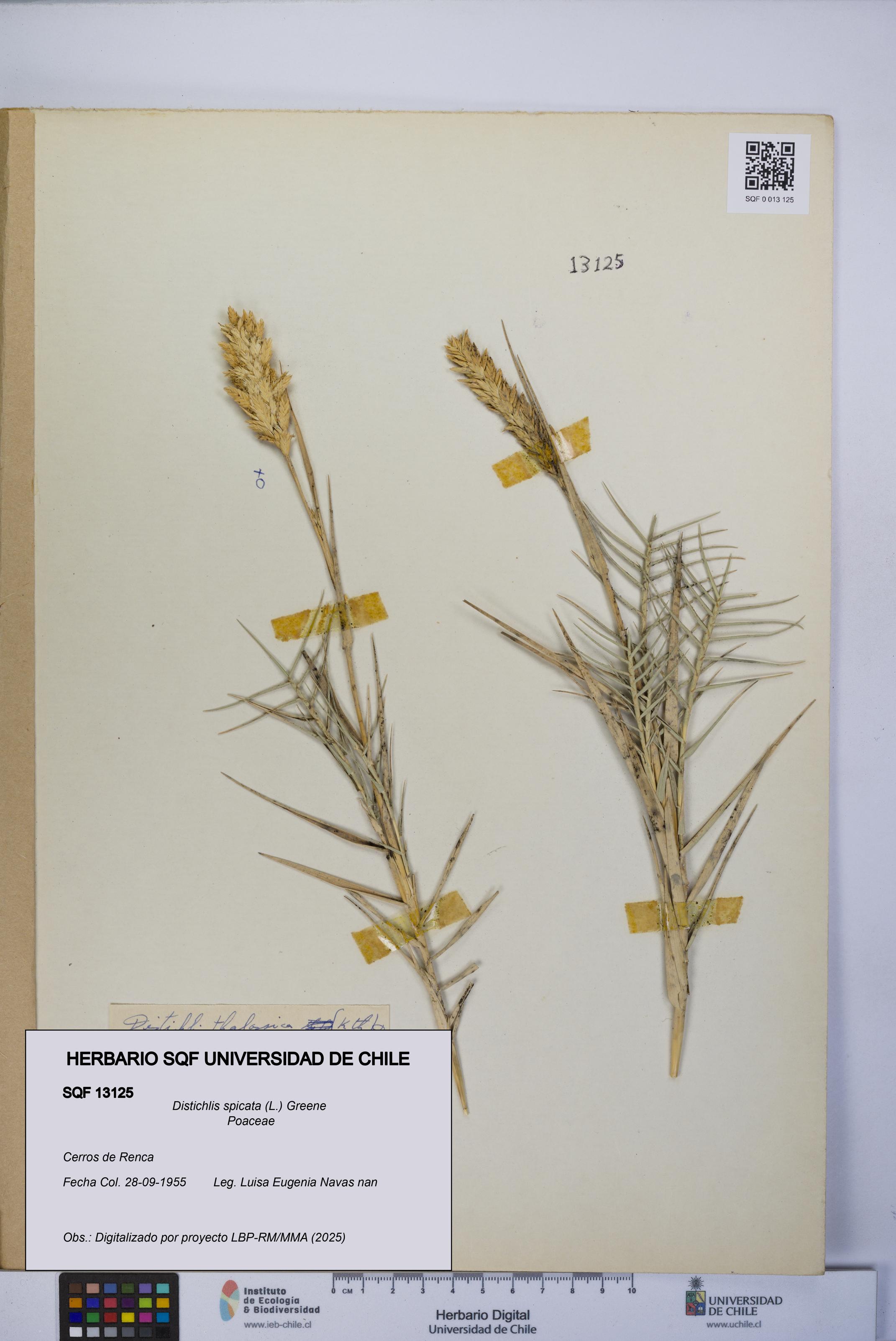 Distichlis spicata [Espécimen: UCH:SQF:0013125]