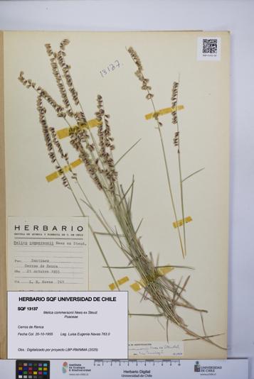 Melica commersonii [Espécimen: UCH:SQF:0013137]