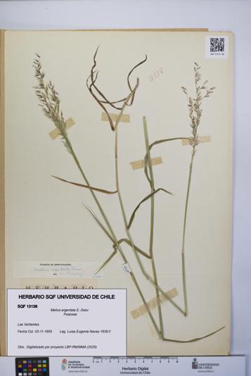 Melica argentata [Espécimen: UCH:SQF:0013138]
