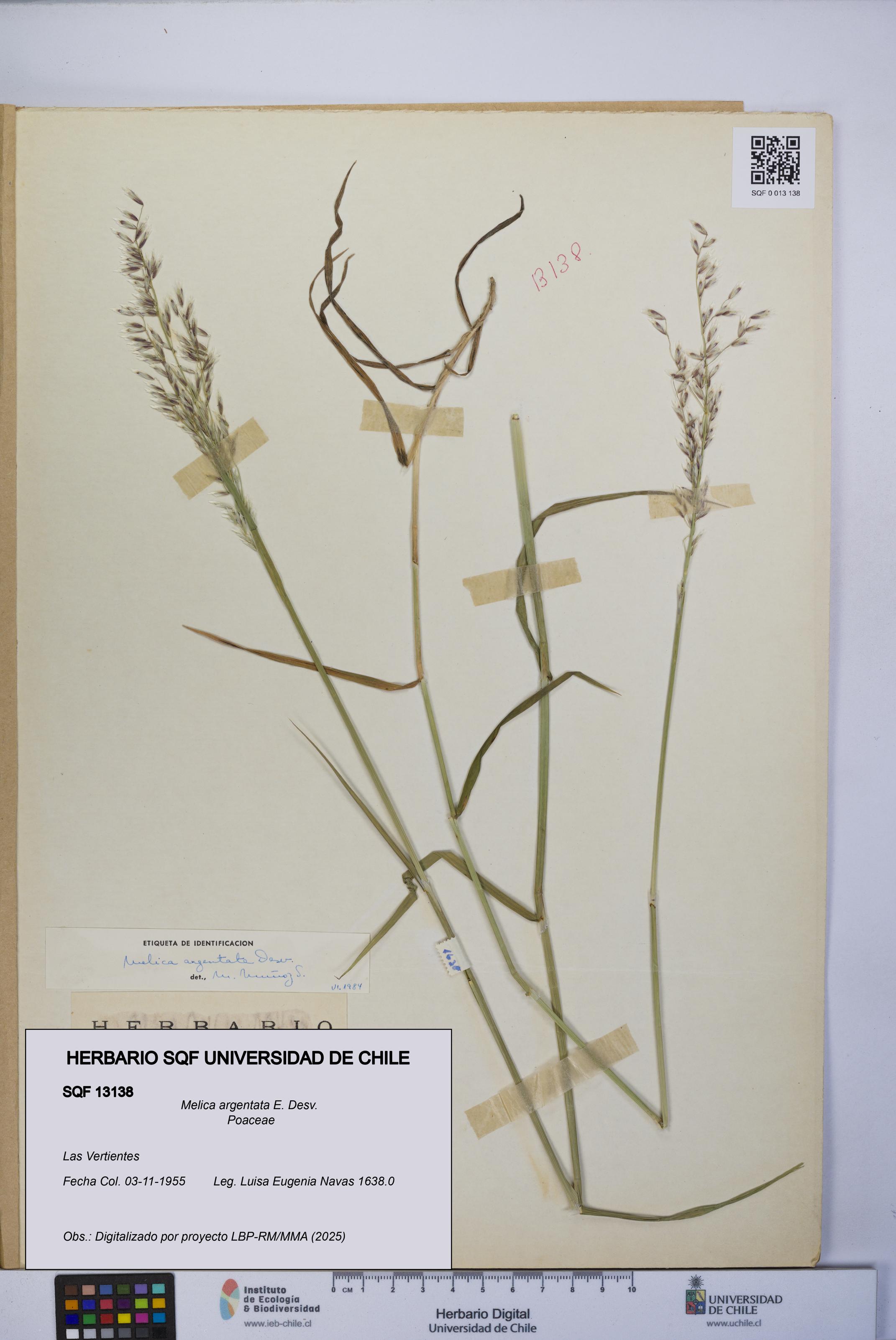 Melica argentata [Espécimen: UCH:SQF:0013138]