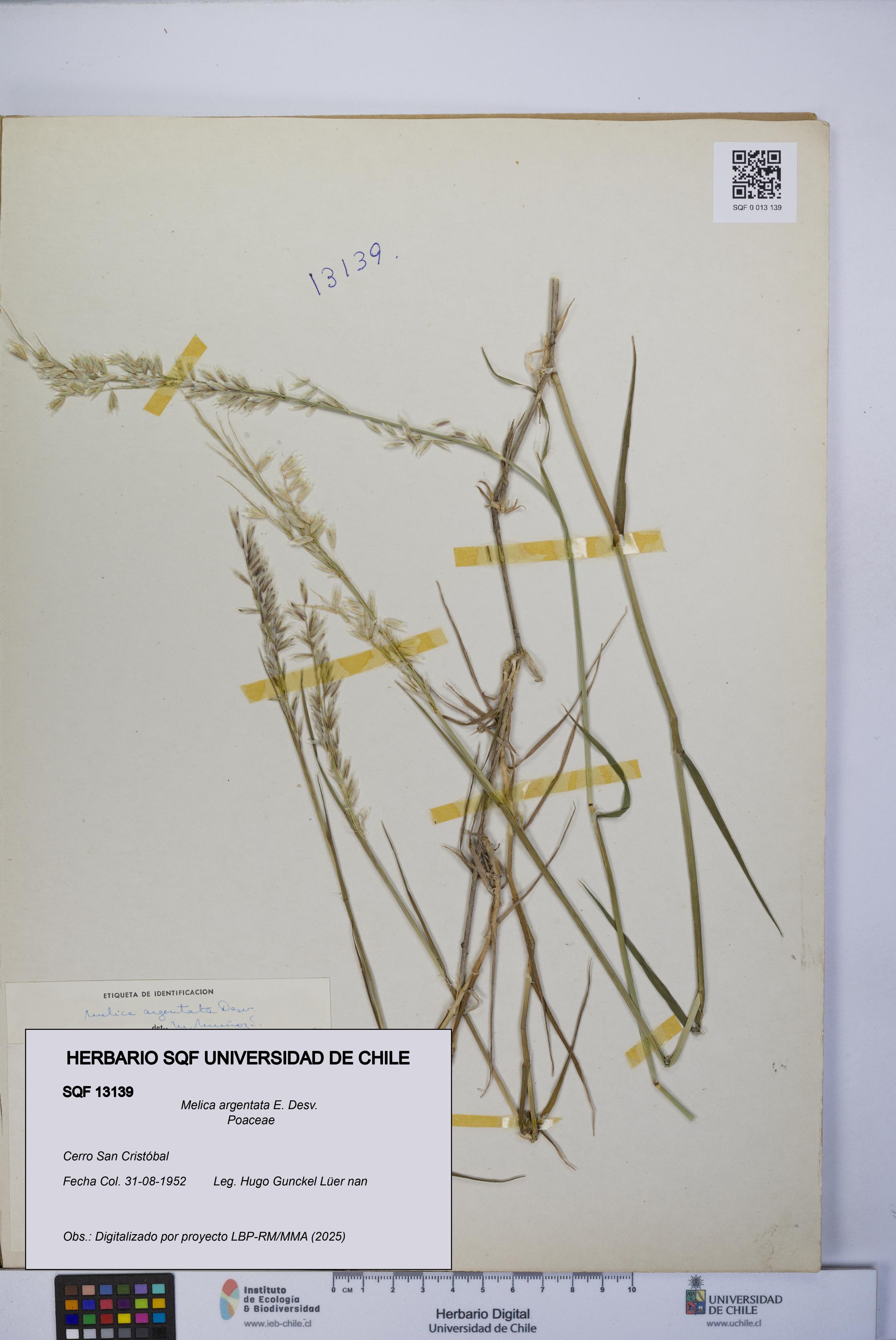 Melica argentata [Espécimen: UCH:SQF:0013139]