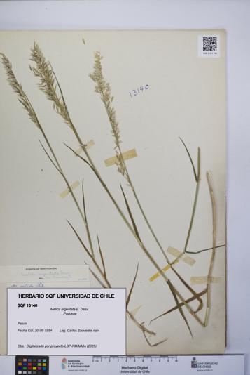 Melica argentata [Espécimen: UCH:SQF:0013140]