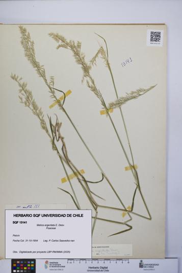 Melica argentata [Espécimen: UCH:SQF:0013141]