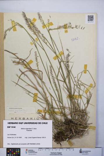 Melica argentata [Espécimen: UCH:SQF:0013142]