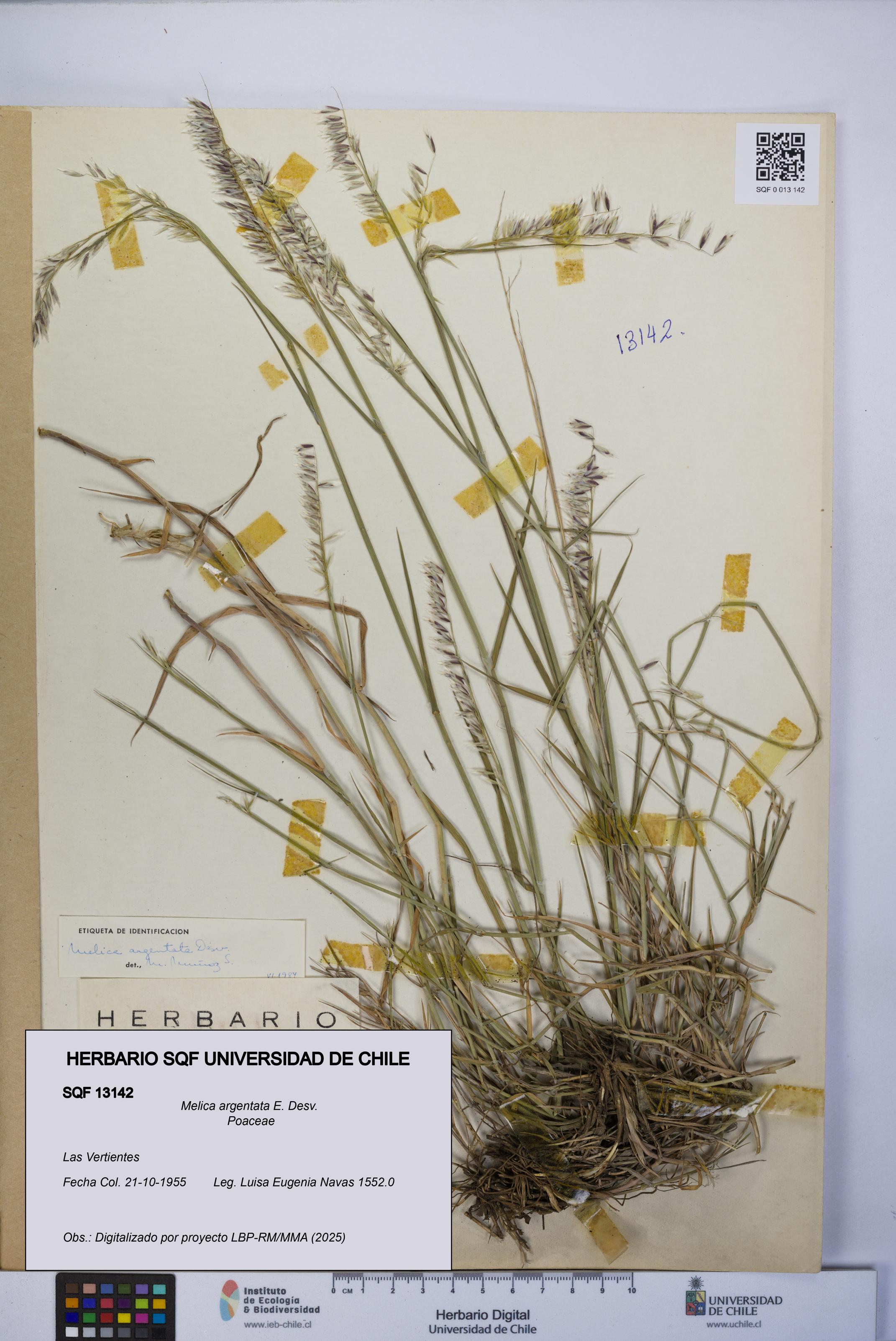 Melica argentata [Espécimen: UCH:SQF:0013142]