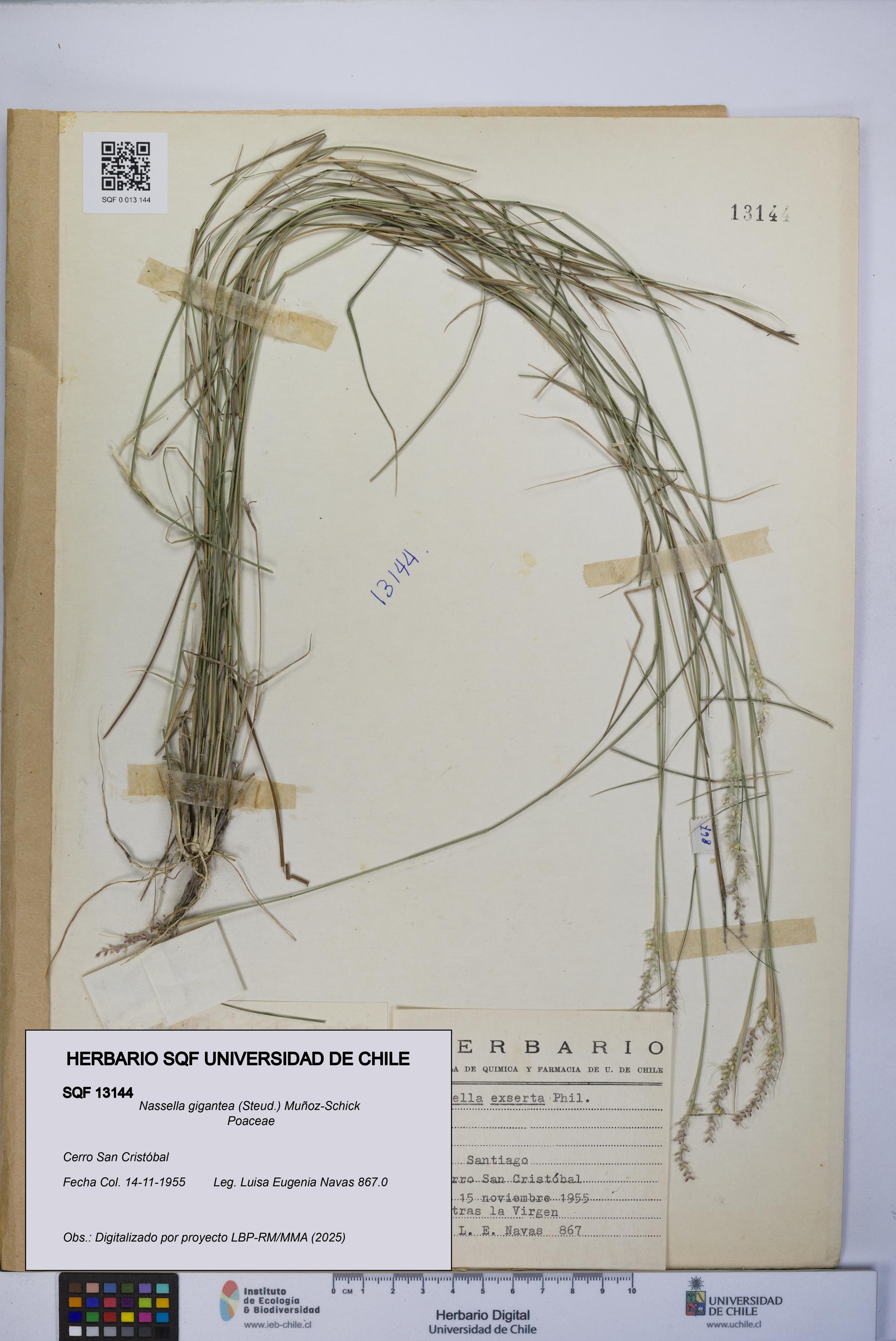 Nassella gigantea [Espécimen: UCH:SQF:0013144]