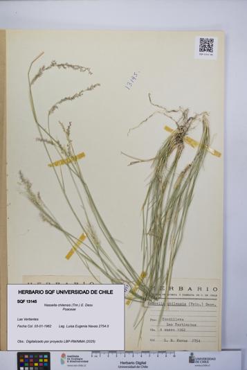 Nassella chilensis [Espécimen: UCH:SQF:0013145]