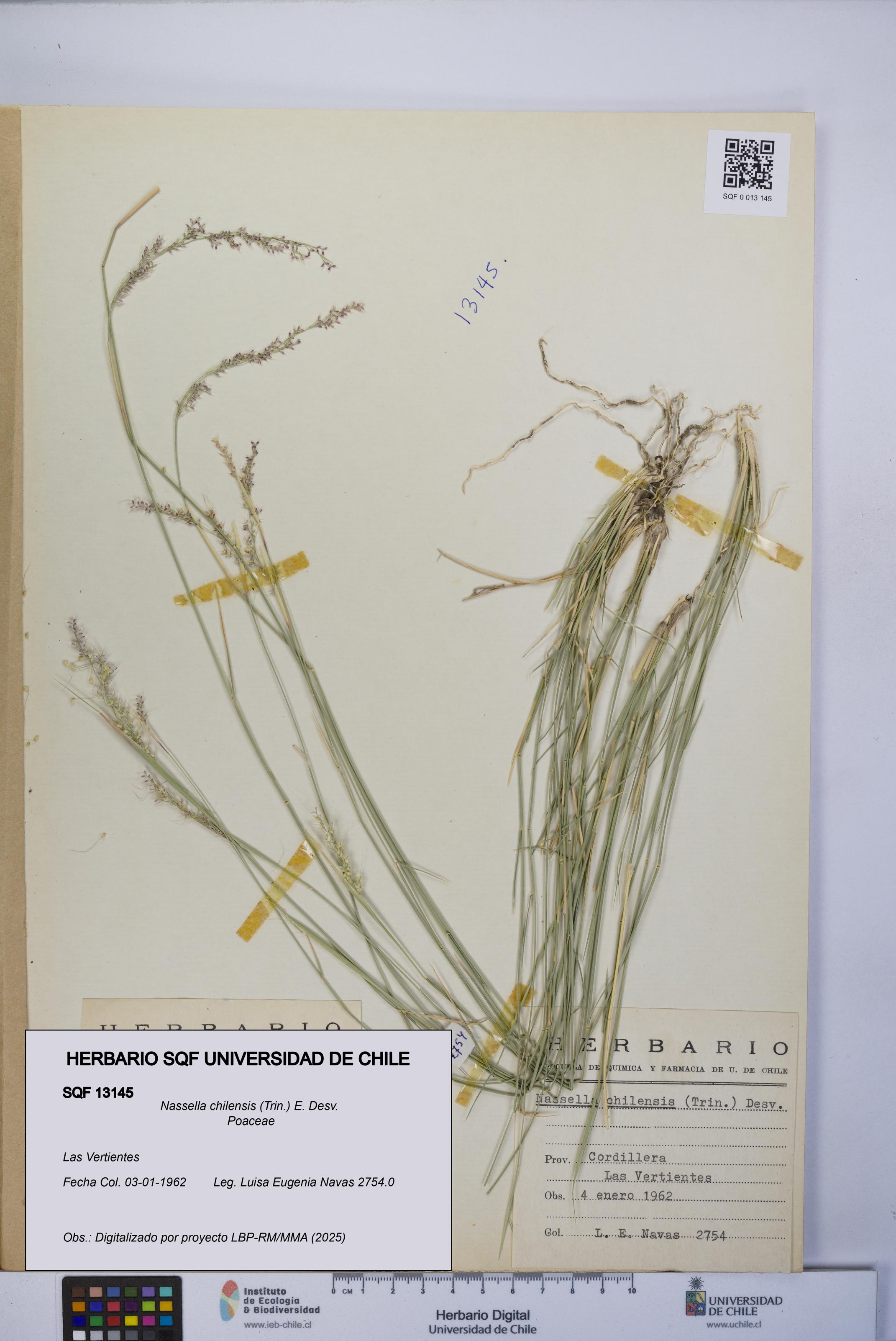 Nassella chilensis [Espécimen: UCH:SQF:0013145]