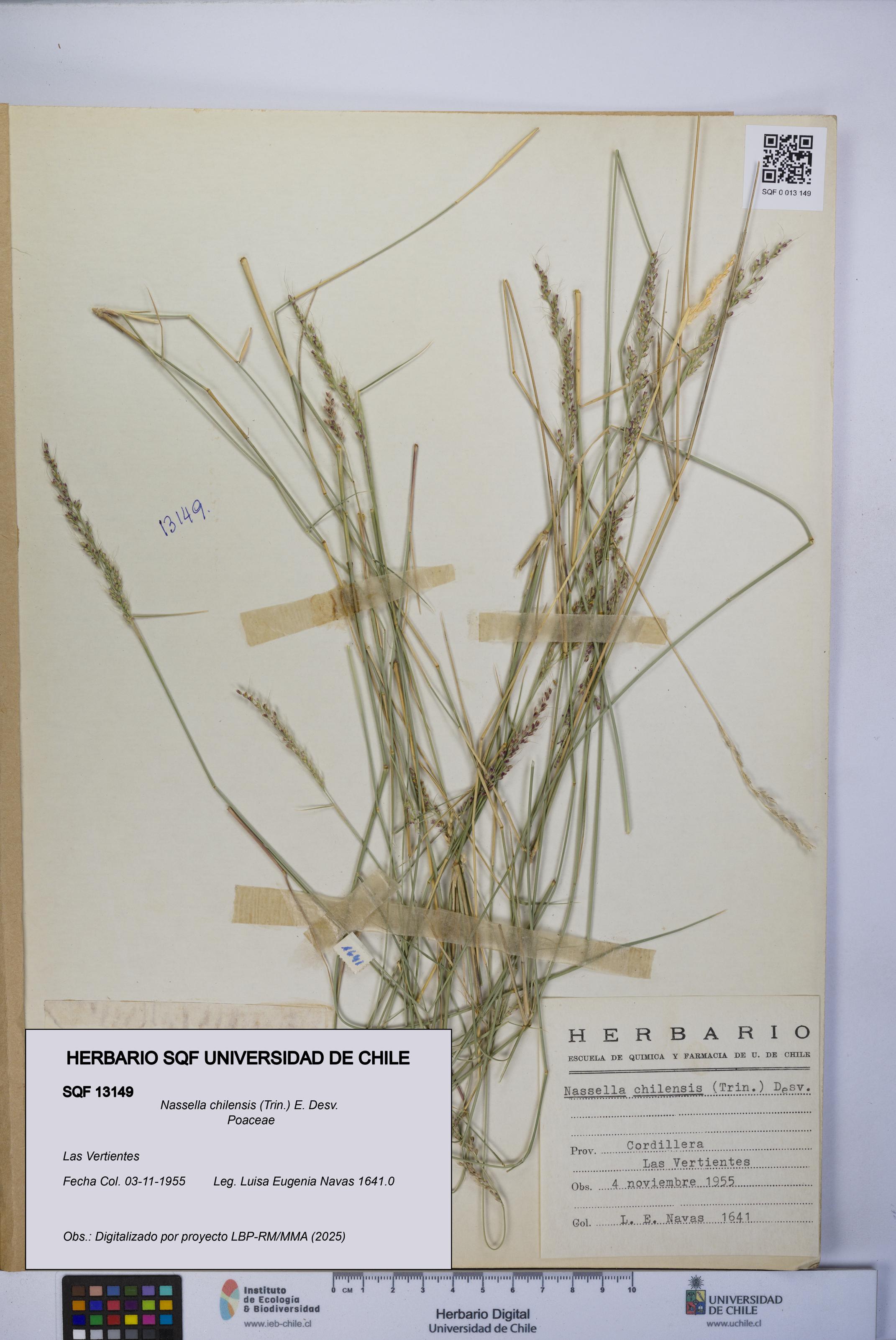 Nassella chilensis [Espécimen: UCH:SQF:0013149]