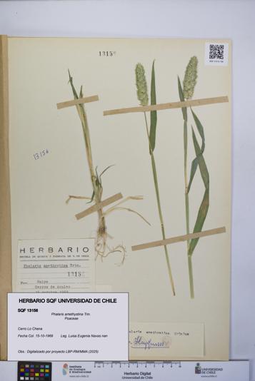 Phalaris amethystina [Espécimen: UCH:SQF:0013156]