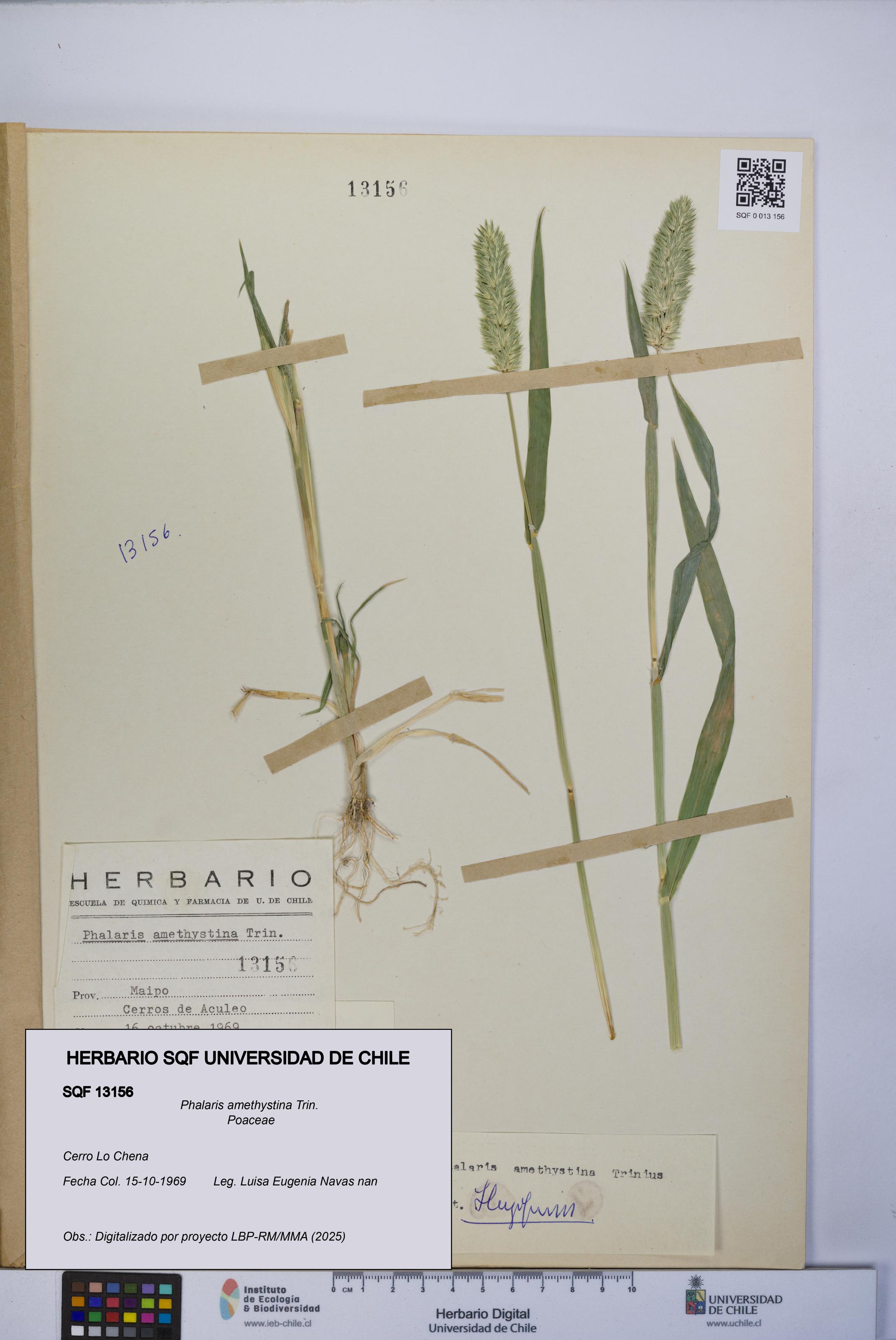 Phalaris amethystina [Espécimen: UCH:SQF:0013156]